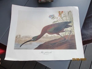 Ancienne Affiche Pédagogique Poster Oiseau Echassier Ibis Falcinelle - Picture 1 of 2