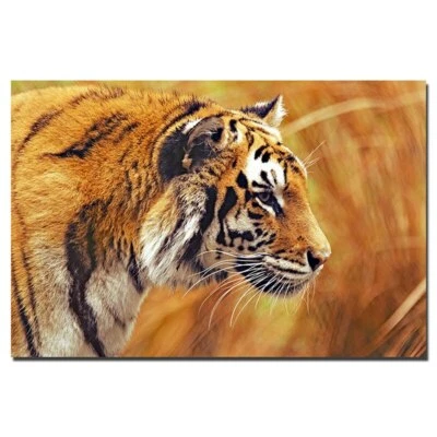 toile tableaux tigre animal sauvage  50x70 cm   - Photo 1/3