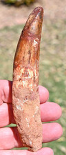 Massive Spinosaurus tooth, 5.44 inches, from Morocco