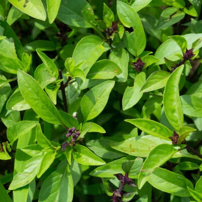 150 ANISE BASIL SEEDS NON-GMO FRESH FOR GARDENS US SELLER SHIPS QUICK - Image 1 of 4