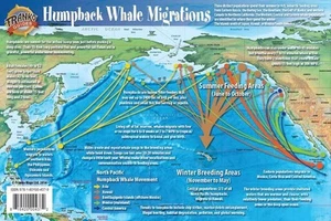 Humpback Whale Migrations Pacific Ocean Illustrated Card - Picture 1 of 4
