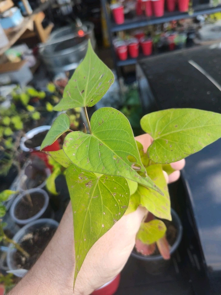 Organic Rooted Sweet Potato Plant - Live Plant Ready To Grow - Free Shipping! - Image 1 of 1
