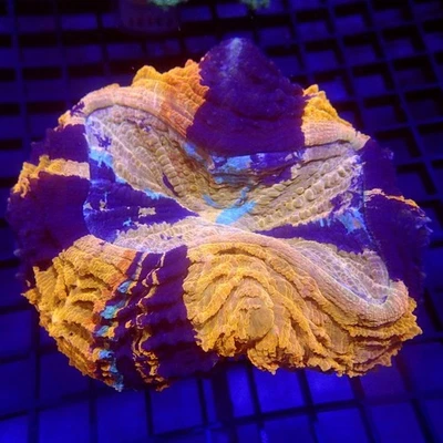 ÚNICA Acanthophylia Grande WYSIWYG - Corales Índigo - F7031 - Carne Foto 1 de 3