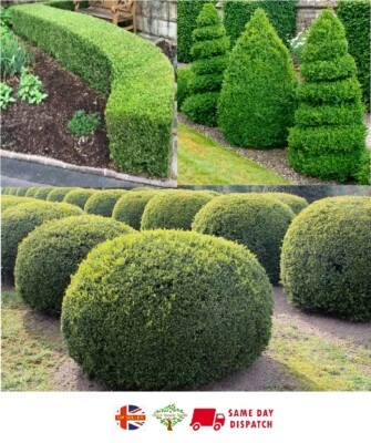 Box (Buxus Sempervirens) | 30+ seeds | Hedging | Topiary | Same Day Dispatch - Image 1 of 4