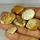 100% Natural Fossil Coral Cabochon Gemstones 87.00Cts 6 Pcs Bluk Lot