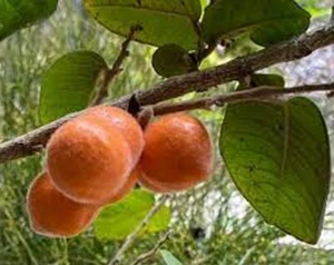 NATIVE KAKADU ALMOND SEEDS-JILUNGIN-SLEEP TEA-BUSHTUCKER-FRUIT TREE GARDEN PLANT - Picture 1 of 5