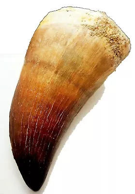 2 INCH MOSASAUR TOOTH LARGE MARINE DINOSAUR MOSASAURUS REAL FOSSIL EXTINCT LARGE - Image 1 of 4