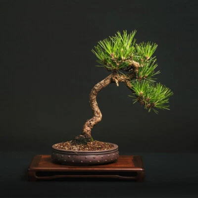 Maceta de árbol bonsai redonda a mano con clavo de tambor chino antiguo de 6,5 pulgadas Foto 1 de 4