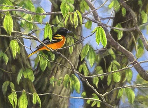 Baltimore Oriole Print Artist Edition Size 300 by Michael DiGiorgio - Picture 1 of 1