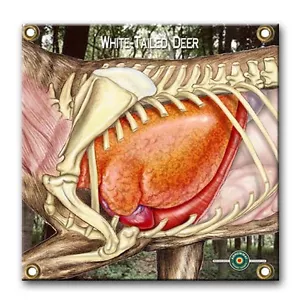¡ARROWMAT-1500 PLUS DISPAROS! "VITAL COLA BLANCA 17""X 17"" - Imagen 1 de 1
