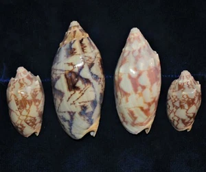 FOUR pcs BAT VOLUTE SEA SHELLS 2 to 3-1/2"  BEACH DECOR CRAFT REEF NAUTICAL - Picture 1 of 12