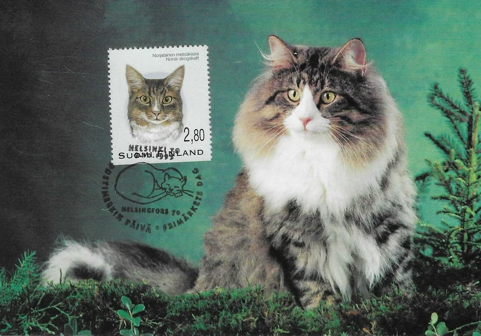 Norwegian Forest Cat Norway Kitten Kiss Finland Mint FDC Maxi Card 1995  - Image 1 of 1