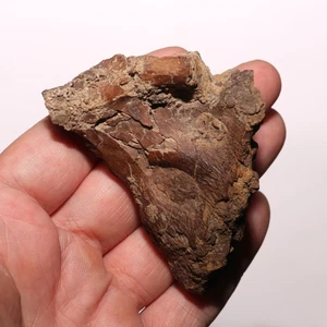 Sección Brain Case - Raro - Auténtico fósil de dinosaurio de la formación Hell Creek - Imagen 1 de 10