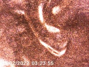 2021 D/D Lincoln Cent - DDO & DDR - Doubled Ear - ALL PICS - FREE SHIPPING! *08 - Picture 1 of 4