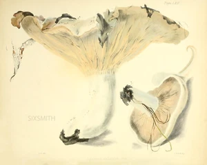 BEIGE Mushroom VTG Botanical Illustration Fine Art Giclee High Res 8x10 Print - Picture 1 of 2