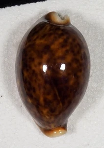 CYPRAEA PANTHERINA VINOSA - Bild 1 von 2