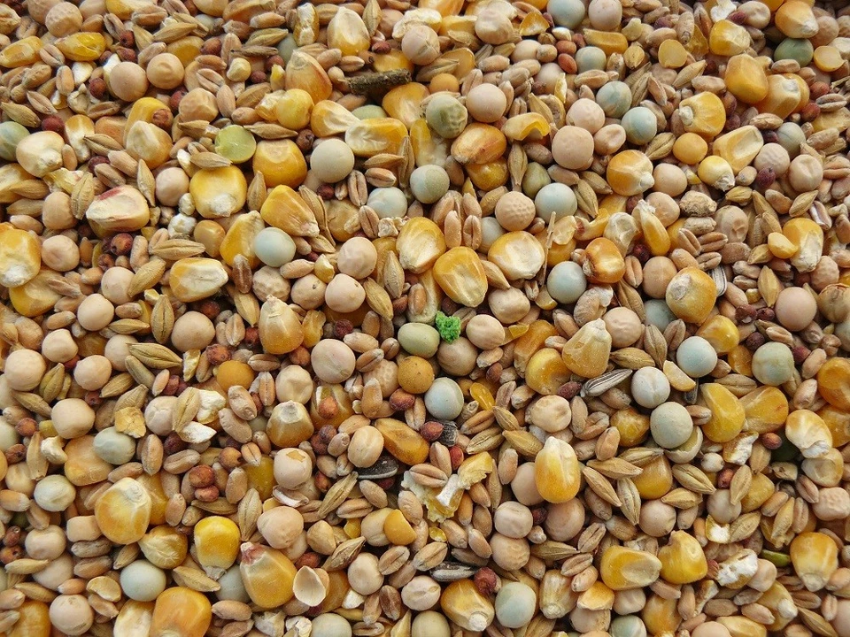 Ruku Taubenfutter Standard 25 kg Futter für Tauben Vogelfutter Körnermischung - Bild 1 von 1