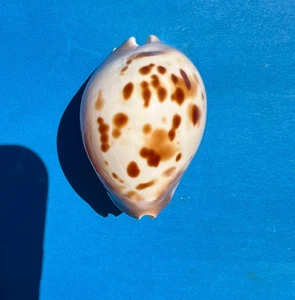 Cypraea  Zoila venusta roseopunctata - Picture 1 of 5
