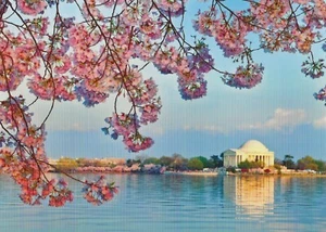 Postal Flores de cerezo de Washington DC en Jefferson Memorial COMO NUEVA sin usar - Imagen 1 de 1