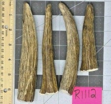 4 Small Shiras Moose Tine Tip Points Real Antler Dog Chew Primitive Craft Lot