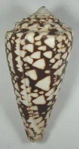 CONUS BANDANUS 98,00 mm SUPER ELECCIÓN XL ESPÉCIMEN Islas Salomón - Imagen 1 de 2