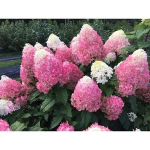 4.5 in. Qt. Quick Fire 'Fab' Hydrangea, Live Plant, White and Pink Flowers - Picture 1 of 5