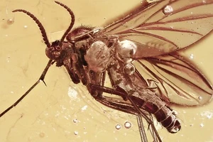 PHORESY Parasitism MITE & FUNGUS GNAT Genuine BALTIC AMBER + HQ Pic 250115 - Picture 1 of 6