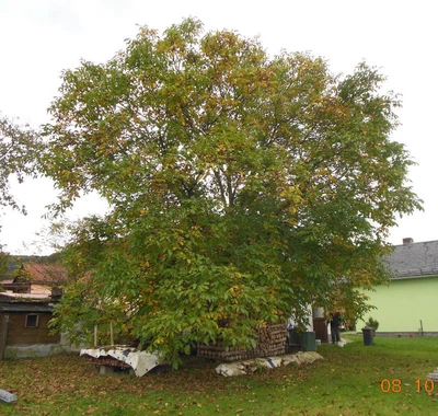 Walnüsse  aus Thüringen vom eigenen Baum 3 kg, Ernte 2025, unbehandelt Bio - Bild 1 von 4