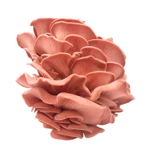 Cultivo líquido ostra rosa Pleurotus Djamor con instrucciones - Imagen 1 de 3