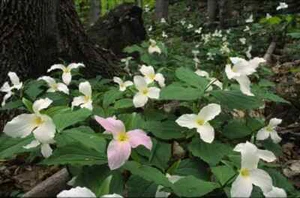 5 White Trillium Bulbs, Bare Root Wild Flower, Trillium graniflorium 2025 - Picture 1 of 4