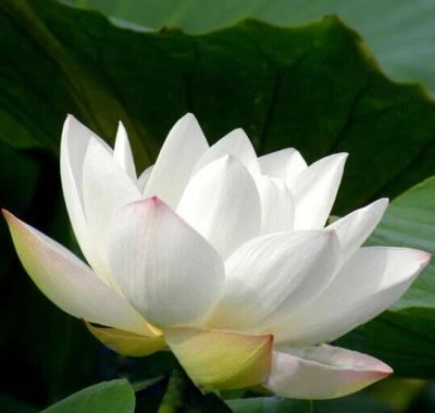 Aceite esencial de abs de loto blanco 100 % puro y natural.Sin cortar o diluido. ¡5-10% de descuento! Foto 1 de 4