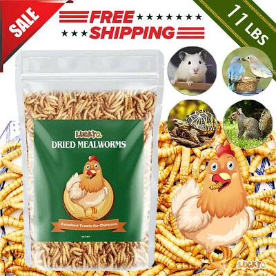 LUCKYQ Dried Mealworms Bulk 11 LBS for chickens Birds Bluebirds Hamsters Hen Meal Worms