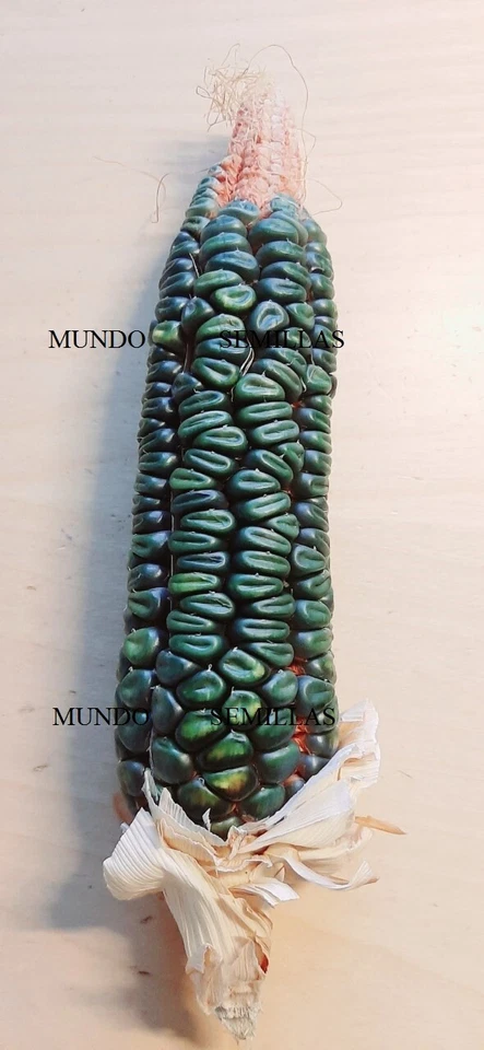   maiz verde oaxacan   variedad antigua indios  5 semillas seeds huerto jardin  - Imagen 1 de 1