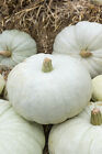 Pumpkin Seed: White Harvest Pumpkin Seeds Fresh Seed Free Shipping