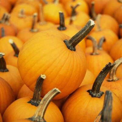 Pumpkin- Small Sugar, 10 seeds | TSC: Heirloom & OP seeds, non-GMO, Untreated) - image 1 of 2