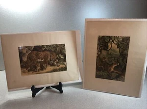 Lot of 2 Selmar Hess Chromolithograph Prints "LEOPARD" & "PUMA" N.Y. 5x8 - Picture 1 of 11