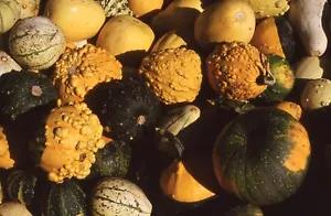 35 MM Color Slides Pro Photo Halloween Fall Autumn  Pumpkins Gourds 1986 #11 - Picture 1 of 1