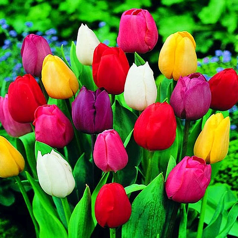 Tulpen Blumenzwiebeln Zwiebeln Blumen Tulpe im Kilopack Mischung Mix 1 kg - Bild 1 von 1