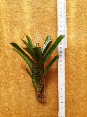 Neoregelia punctatissima compacta, aufgebunden - Bild 1 von 3