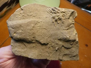 Ichnofossil Sea Scorpion (Eurypterid) Sub Surface Prey Strike 251104 - Picture 1 of 8