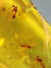 3 mouches moustiques diptères birmite birmane birman insecte ambre fossile âge dinosaure