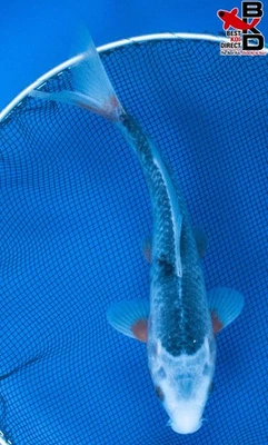 Estanque de jardín de peces koi vivos ASAGI 10/24 Foto 1 de 4