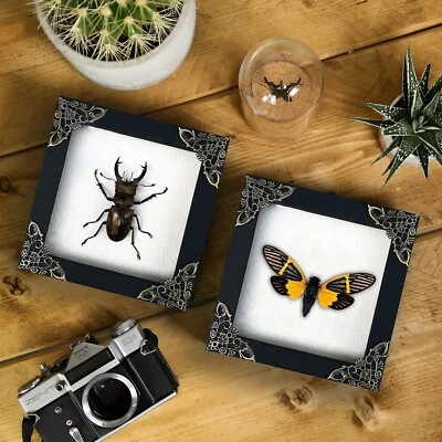 2 Real Frame Insect Moth Dried Beetle Bugs Taxidermy Gothic Oddities Art Decor - image 1 of 4