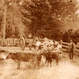 Vintage 1920s RPPC Bullock Bulls Cows Team Warburton Road Postcard Camberwell AU - Picture 1 of 3