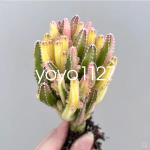 5PCS High5-7cm cactus Succulent Plant Cereus cv. Fairy Castle beautiful Plant - Picture 1 of 3