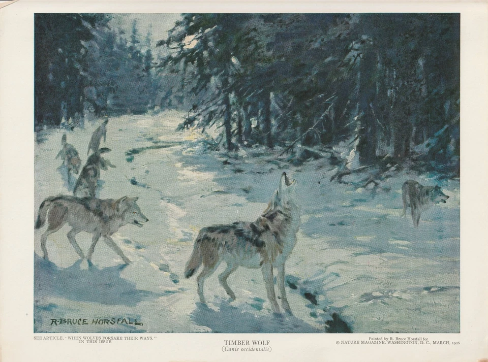 Druck - Timber Wolf von R. Bruce Horsfall - 1926 Nature Magazine - Bild 1 von 1