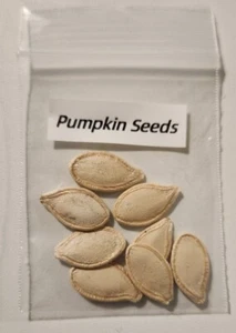 Pumpkin Seeds for planting. 8 Seeds. - Picture 1 of 6