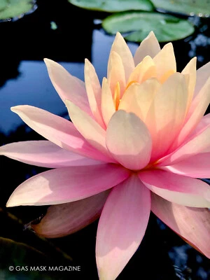 Coral & Pink, Nymphaea ‘Colorado’ Hardy Water Lily Tuber (Live Plant) - Image 1 of 4