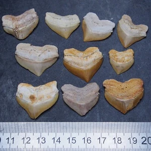 10pcs Fossil Shark Squalicorax Pristodontus Corax Tooth Teeth lot more Fossil 1 - Picture 1 of 5