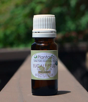 Eucalyptus Globulus Organic Essential Oil from India 100% Pure Natural Plantasia